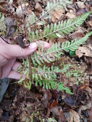 Dryopteris filix-mas