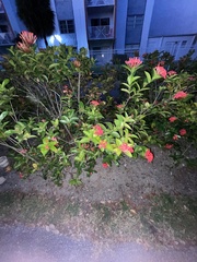 Ixora
