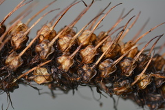 Xeronema callistemon