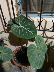 Philodendron gloriosum