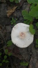 Lepiota