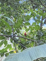 Piranga rubra