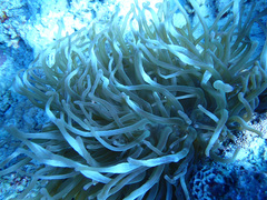 Entacmaea quadricolor