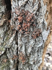 Phaeophyscia rubropulchra
