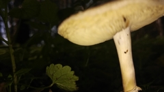Lepiota