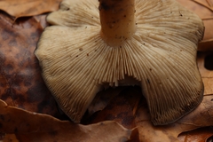 Lyophyllum decastes