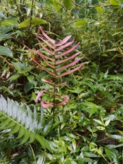 Blechnum occidentale