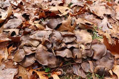 Lyophyllum decastes
