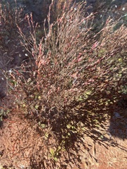 Hypericum gentianoides