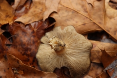 Lyophyllum decastes