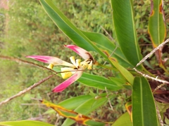 Heliconia psittacorum