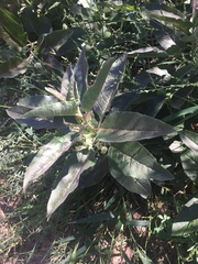 Asclepias nyctaginifolia