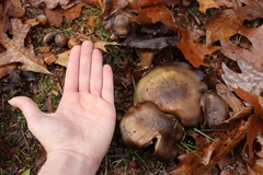 Lyophyllum decastes