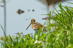 Gallinago nigripennis