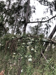 Juniperus macrocarpa