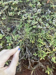 Wahlenbergia marginata