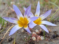 Romulea tabularis