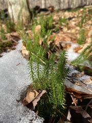 Dendrolycopodium dendroideum