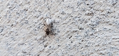 Nysius
