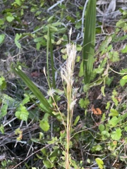 Andropogon floridanus