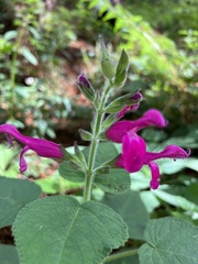 Salvia