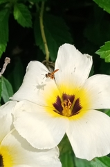 Tetragonisca angustula