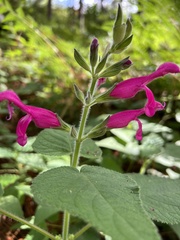 Salvia