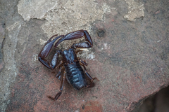 Heterometrus thorellii