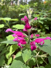 Salvia