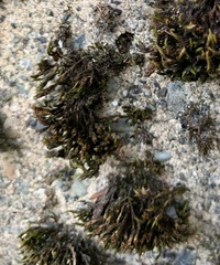 Schistidium splendens