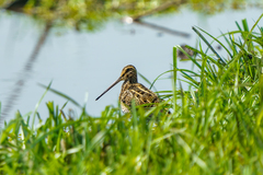 Gallinago nigripennis