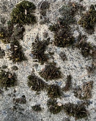 Schistidium splendens