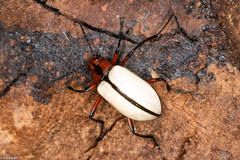 Poecilesthus suturalis