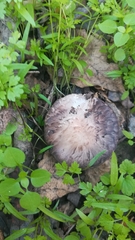 Agaricus