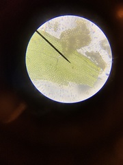 Schistidium splendens