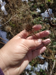 Dipsacus strigosus