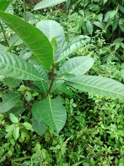 Ficus tinctoria