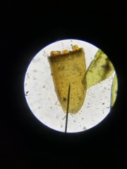 Schistidium splendens