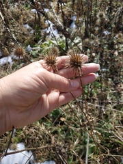 Dipsacus strigosus