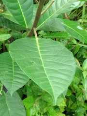Ficus tinctoria
