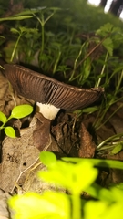 Agaricus