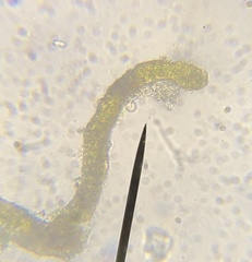 Schistidium splendens