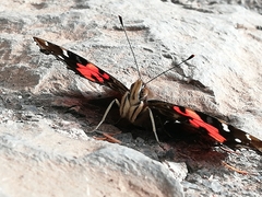 Vanessa vulcania