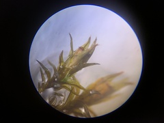 Schistidium splendens