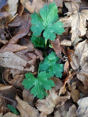 Ranunculus constantinopolitanus