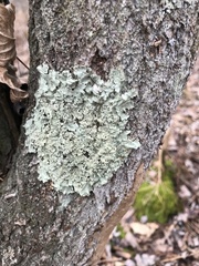 Flavoparmelia caperata