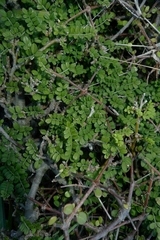 Sophora molloyi