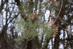 Platycladus orientalis