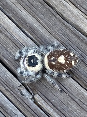 Phidippus regius