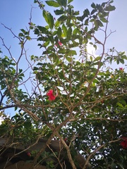Hibiscus rosa-sinensis